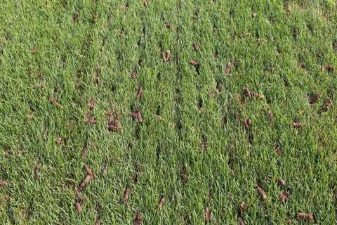 How often should a lawn be aerated and overseeded?