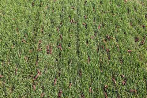 How many times a year should you aerate your lawn?