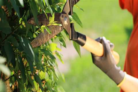 When should trees and bushes be trimmed?