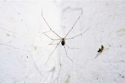 7 Tips on How To Get Rid of Spiders in the Basement
