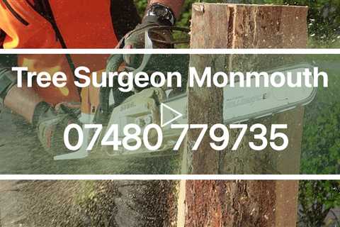 Tree Surgeon Monmouth Tree Surgery Root Removal Stump Removal And Other Tree Services