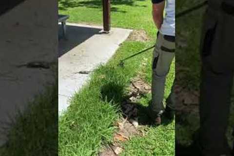 #shorts Lawn Mowing Tips - Mowing Tall Thick Grass -  Lawn Care Tips and Tricks
