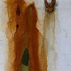 Signs of Water Damage in Your House Walls