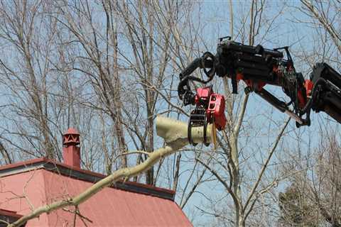 Why do dead trees need to be removed?