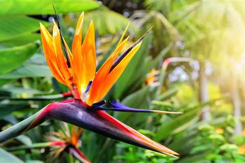 How to Use Birds of Paradise in Your Landscaping Ideas?