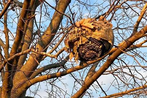 What to Do if You See a Bald-Faced Hornet Nest