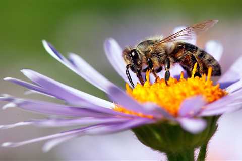 How You Can Help Bees and Pollinators Thrive in Your Yard