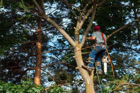 Pruning Maple Trees – When and How to Prune a Maple Tree