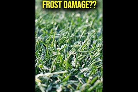 Can You PREVENT Frost Damage On Your Lawn??