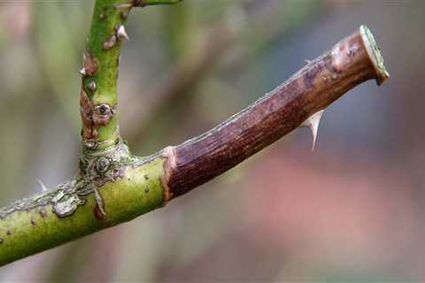 When pruning do you cut above or below the node?