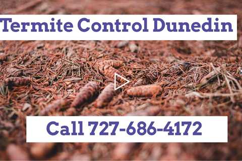 Termite Treatment Dunedin FL Best Termite Inspection and Control How To Get Rid Of Termites Fast