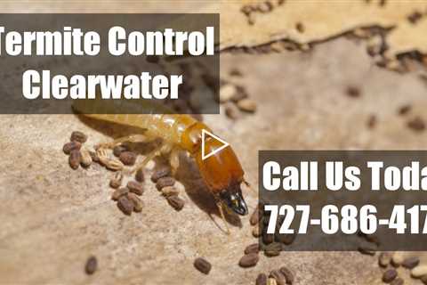 Termite Treatment Clearwater FL Get Rid Of Termites Fast Termite Inspection and Control Florida