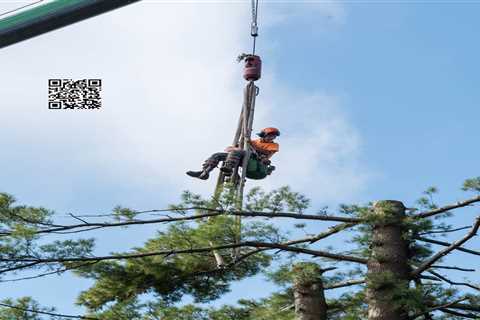 Cicoria Tree Service Gets High Marks from Its Northeast Boston Customers for Its Tree Trimming..