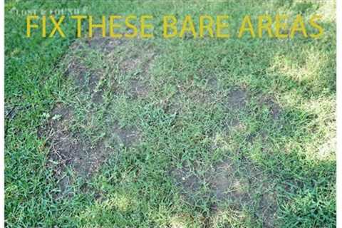 How to Fill in Thin and Bare Areas in Your Lawn (St. Augustine grass) Florida