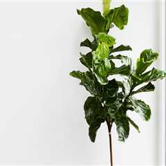 Bringing Nature Inside: How to Incorporate Plants into Your Home Decor