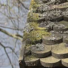 How To Control Roof the Growth of Roof Moss: Tips and Ideas for Homeowners