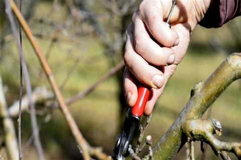 What does pruning a tree mean?
