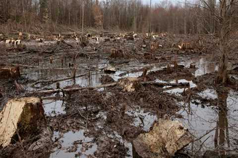 Why Trees are Cut Down in Winter: An Expert's Perspective