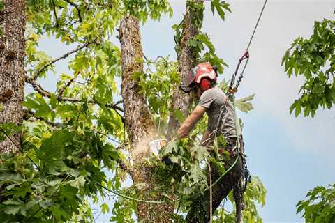 What is a tree trimmer called?