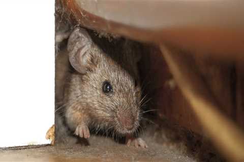 Where do rodents hide?