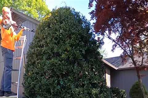 Can i keep a tree small by pruning?