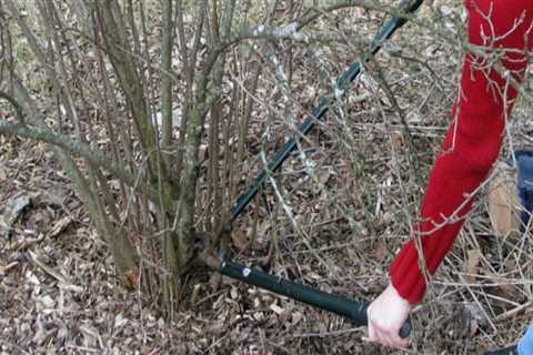 What is the best time to prune trees and shrubs?