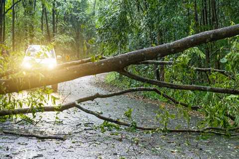 Who removes fallen trees from roads?