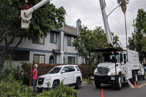 The Value of Tree Trimming for Gutters