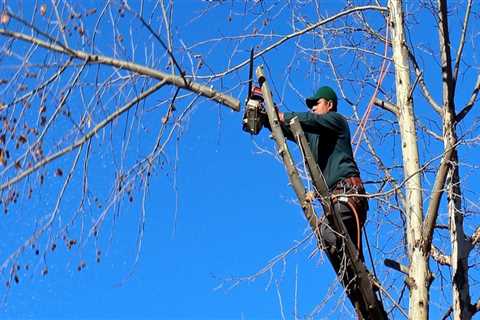 Do tree services work in winter?