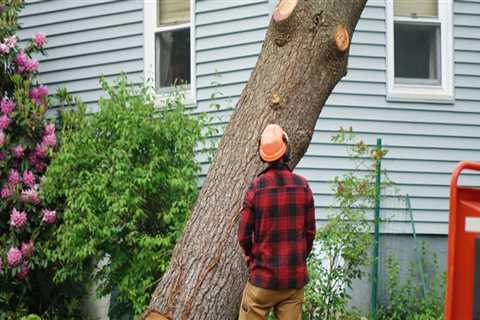 Why are people removing trees?