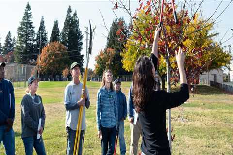 What are two steps of tree pruning work?