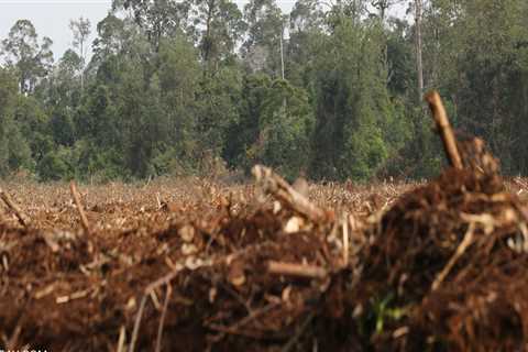 What are the negative effects of land clearing?