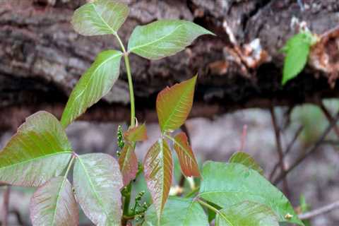 How do you stop poison ivy from growing back?