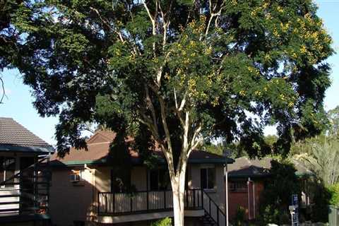 Why consider tree removal for property