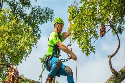 What state pays arborists the most?