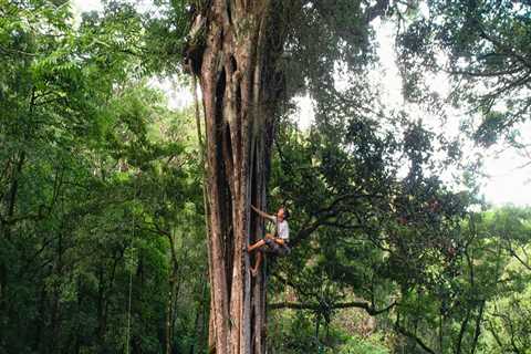 What are tree workers called?