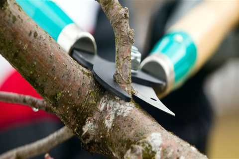 What does pruning a tree do?