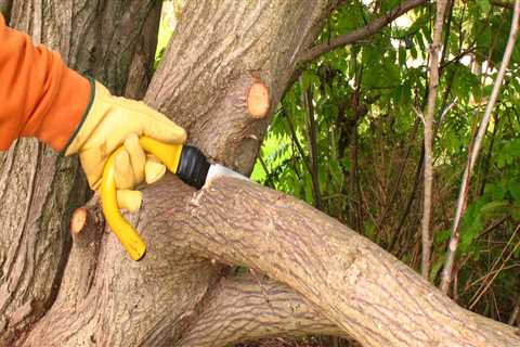 Hiring An Arborist In San Jose: The Benefits