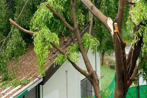 Should you cut down trees close to your house?