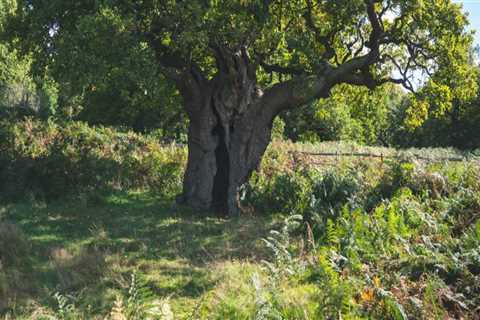 How do you keep an old tree healthy?