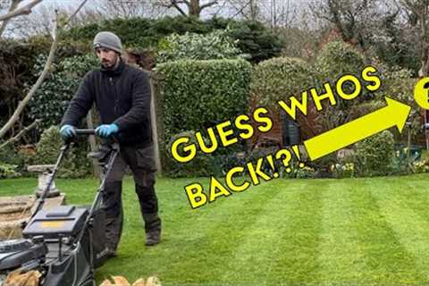 Guess Who''s Back... Back Again... | Spring Lawn Care Maintenance Edge/Cut/Weed/Clear Up