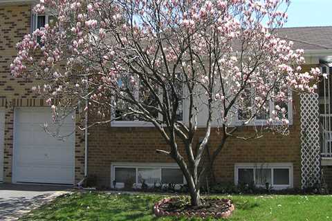 Which tree is best for front yard?