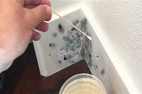 Where to check for mold in house?