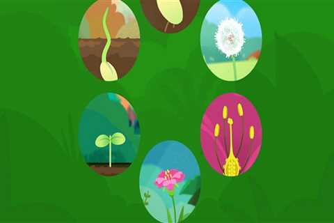 What is the first stage of the plant life cycle?