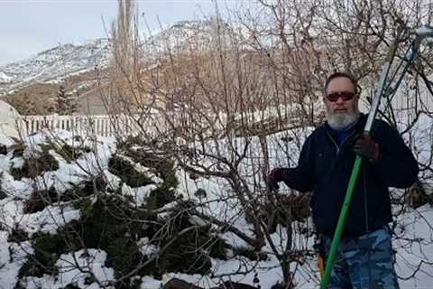 Pruning Tips For Apples and Pears By Dan Owen