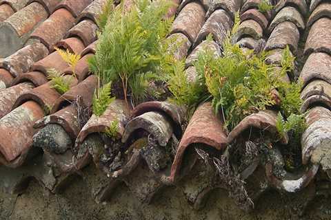 Roof Moss Removal: Ways Maintain Your Gutters and Protect Your Home