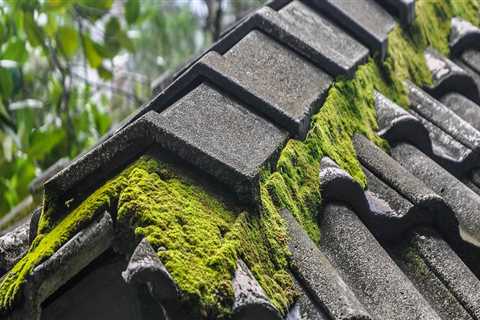 The Hidden Dangers of Neglecting Roof Moss Elimination