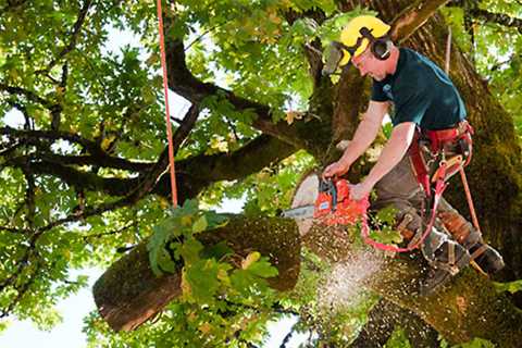 Tree Trimming - Daytona Tree Men