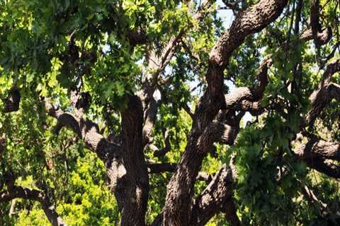 How Much Does it Cost to Hire a Certified Texas Arborist for Tree Services?