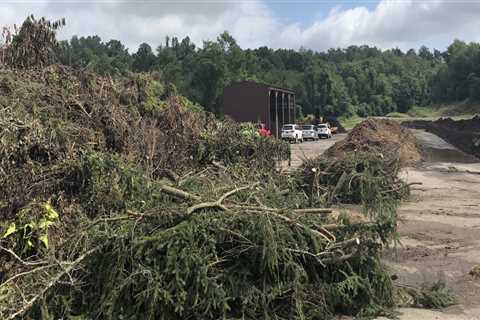 Tree Health Monitoring and Assessment Services in Wellston, Ohio